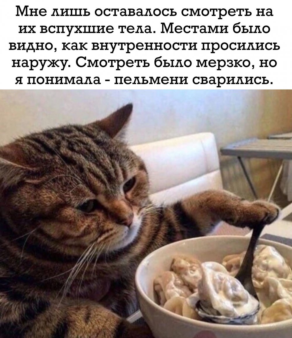 Мемы с котами и пельменями