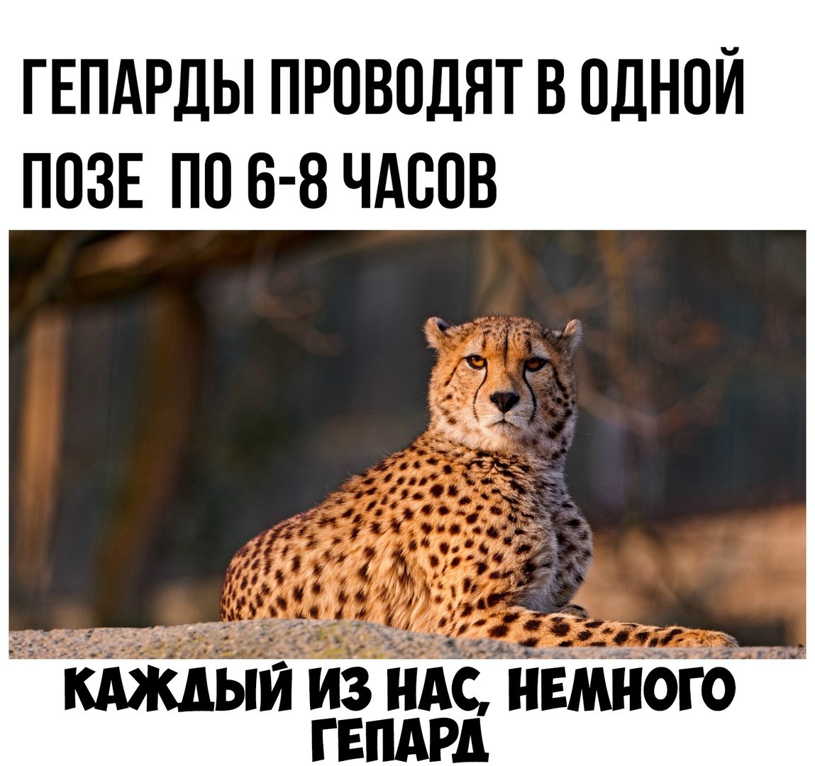 Леопард смешные картинки