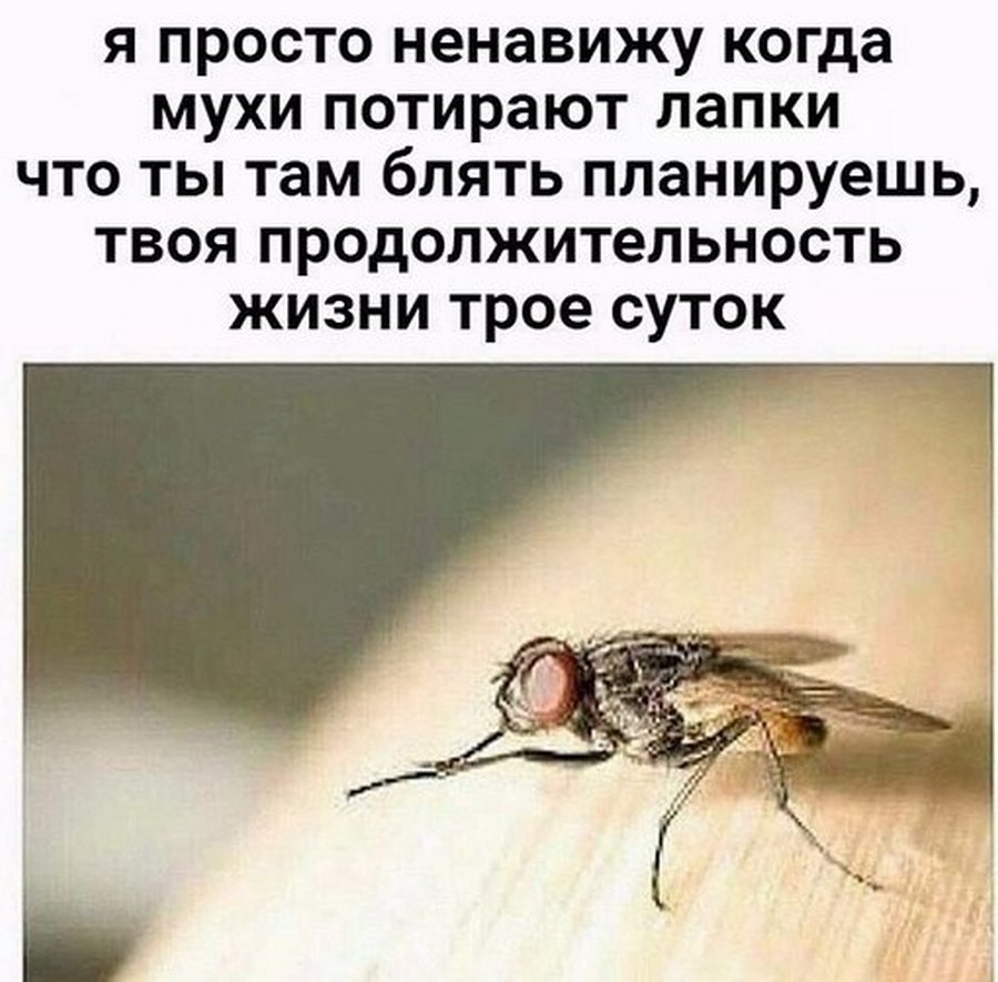 Муха потирает лапки