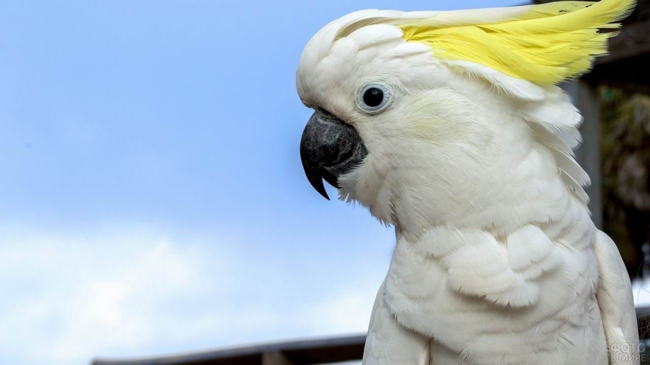 Попугай белый Какаду
