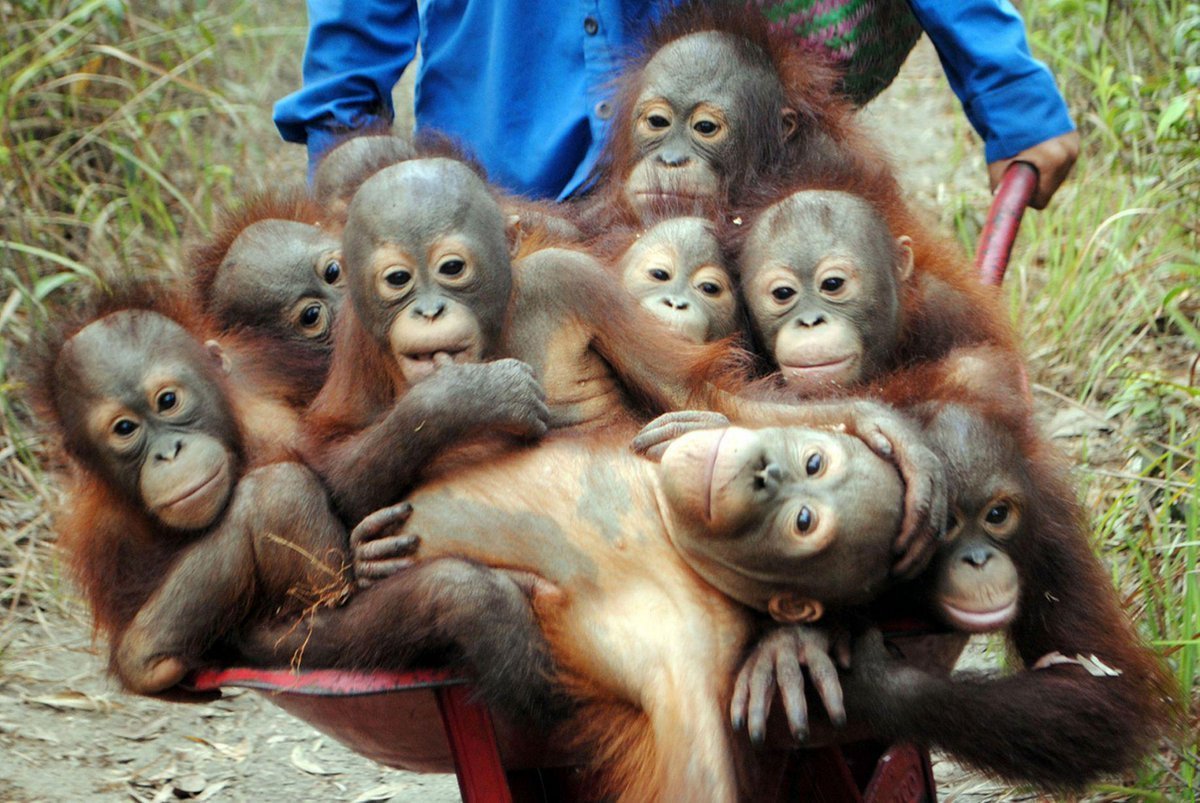 Смешные фото про обезьян