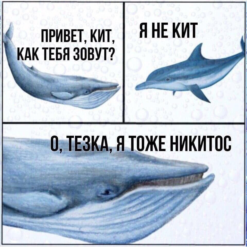 Я не кит я тоже Никитос