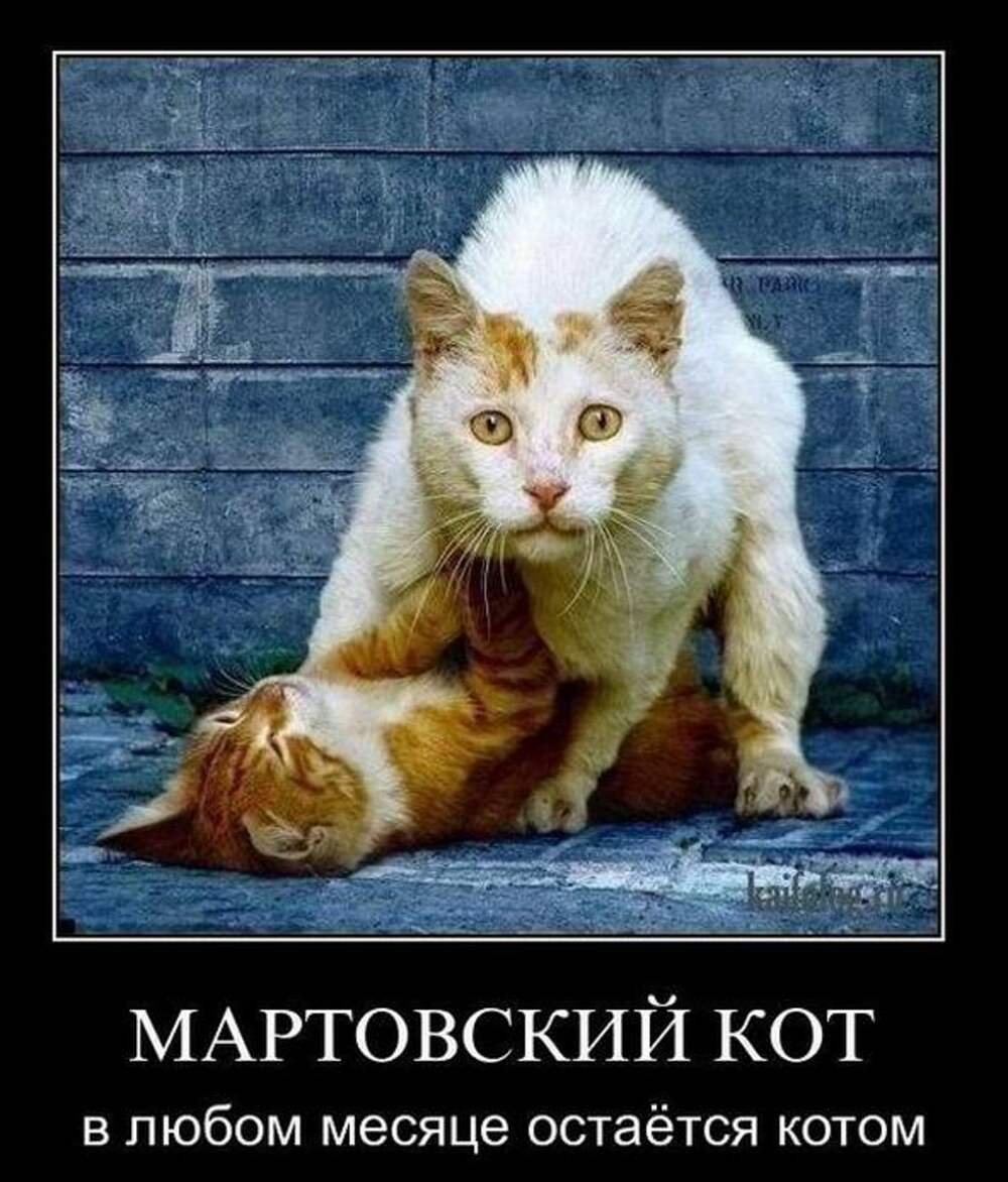 Мартовская кошка