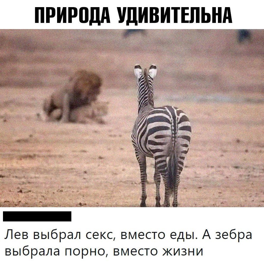 Доброе утро Зебра