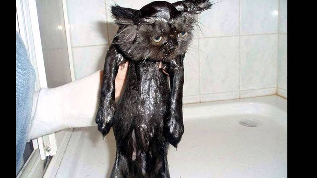 Мокрая облезлая кошка