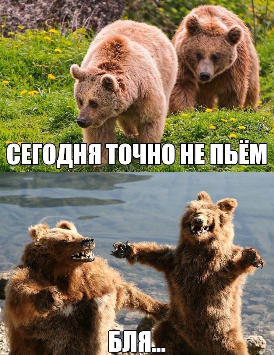 Сегодня точно не пьем медведи