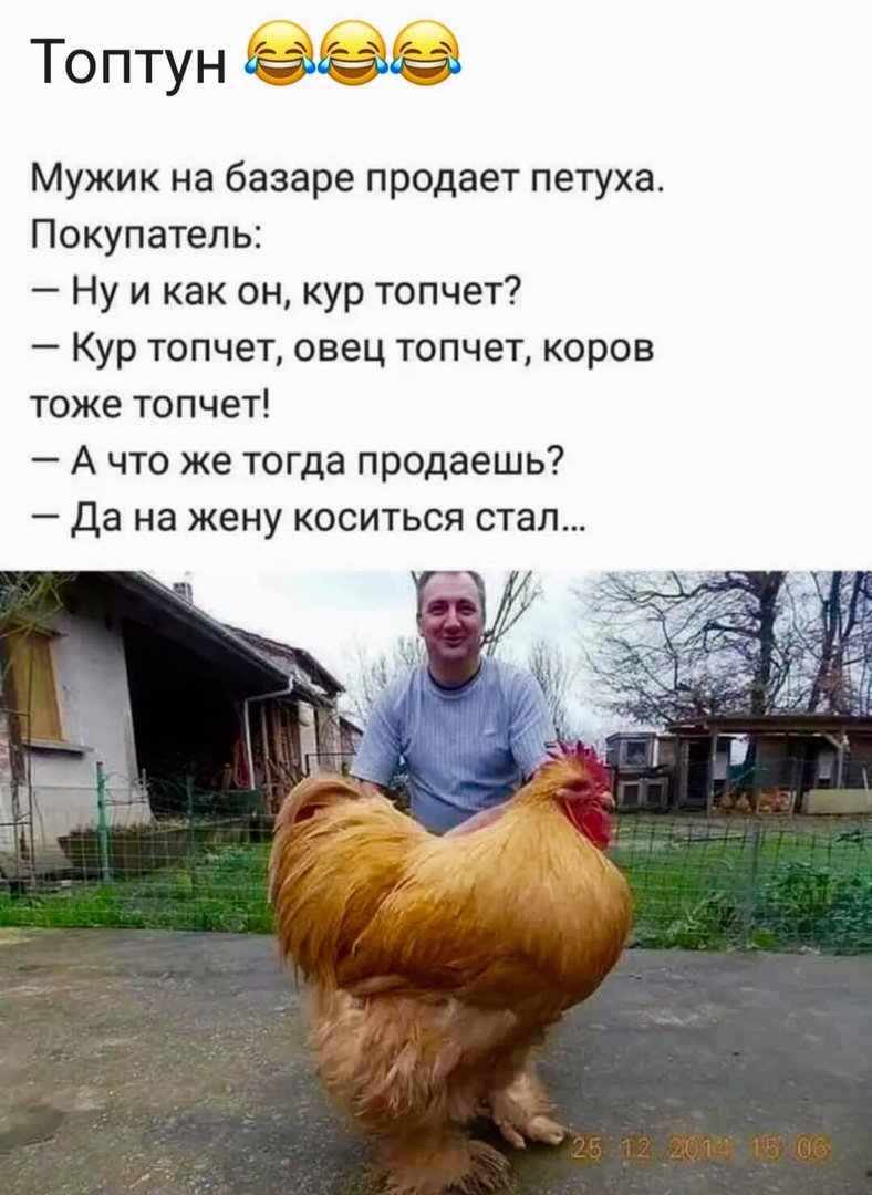 Смешные фото петуха до слез