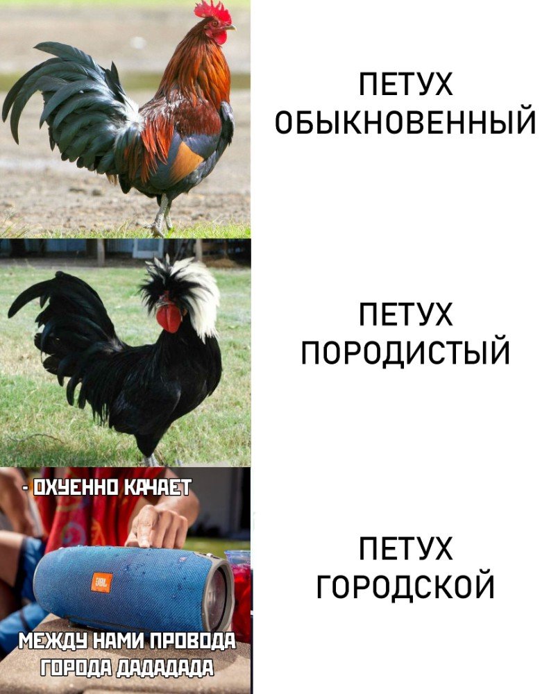 Смешные мемы с петухами