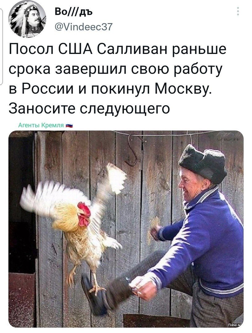 Пинает петуха