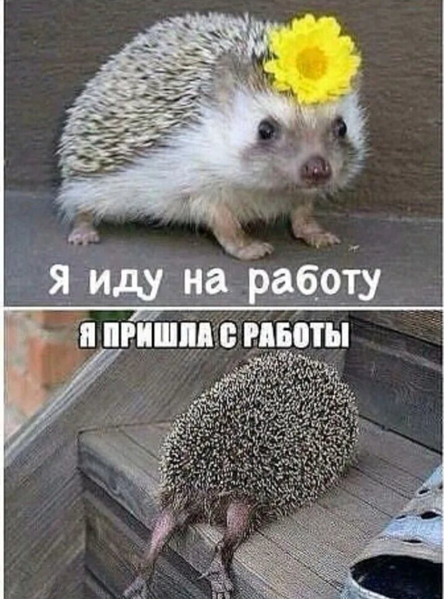 Уставшая лошадь