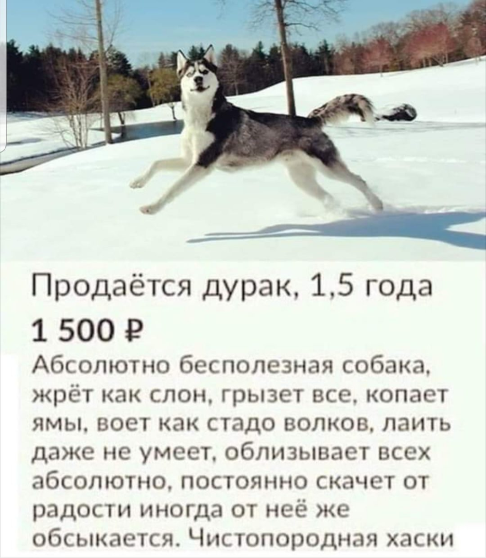 Продается собака дурак