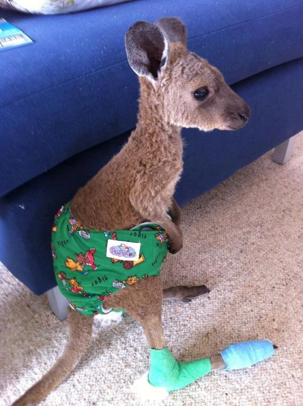 Baby Kangaroo