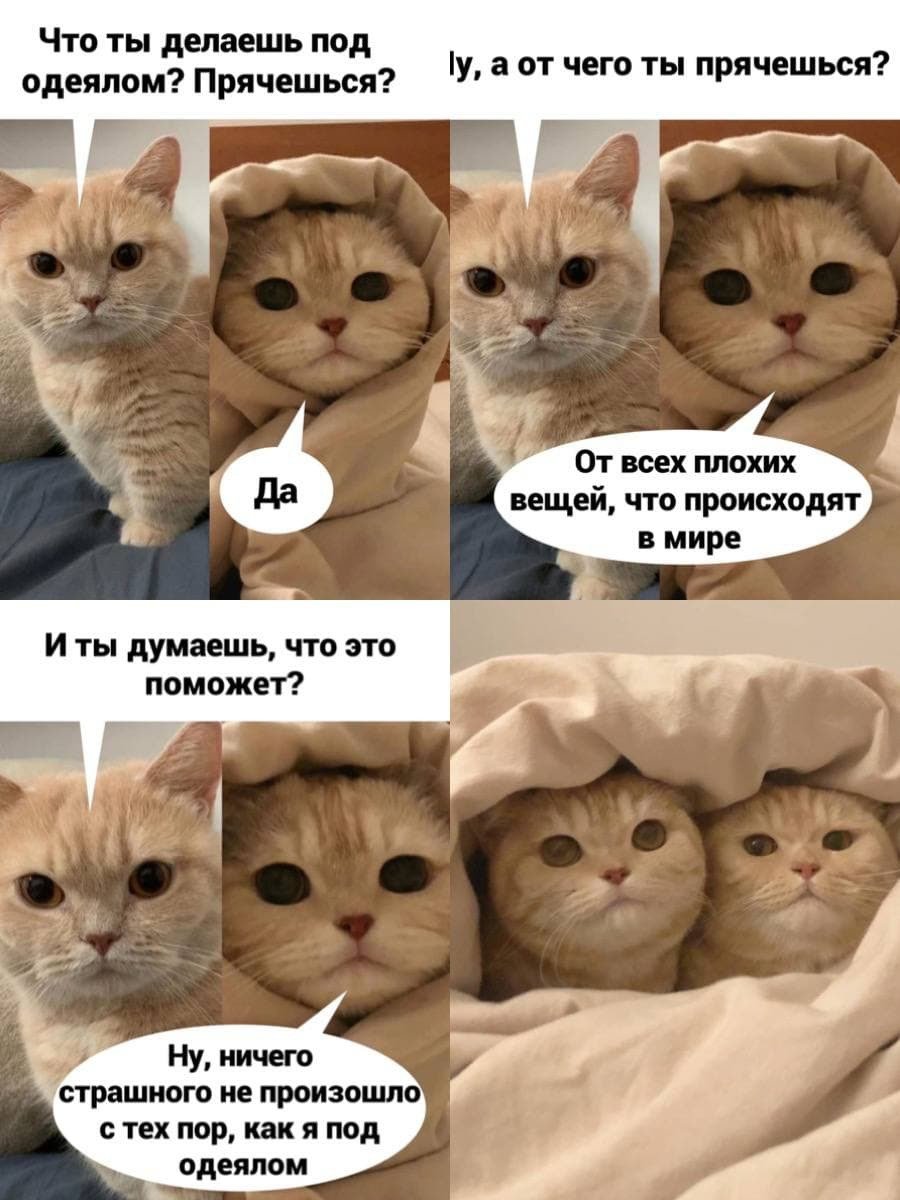 Мемы с котами