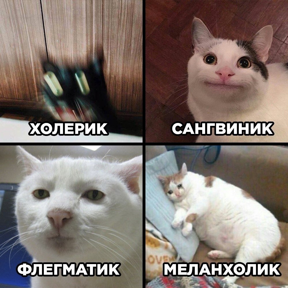 Мемы с кошками