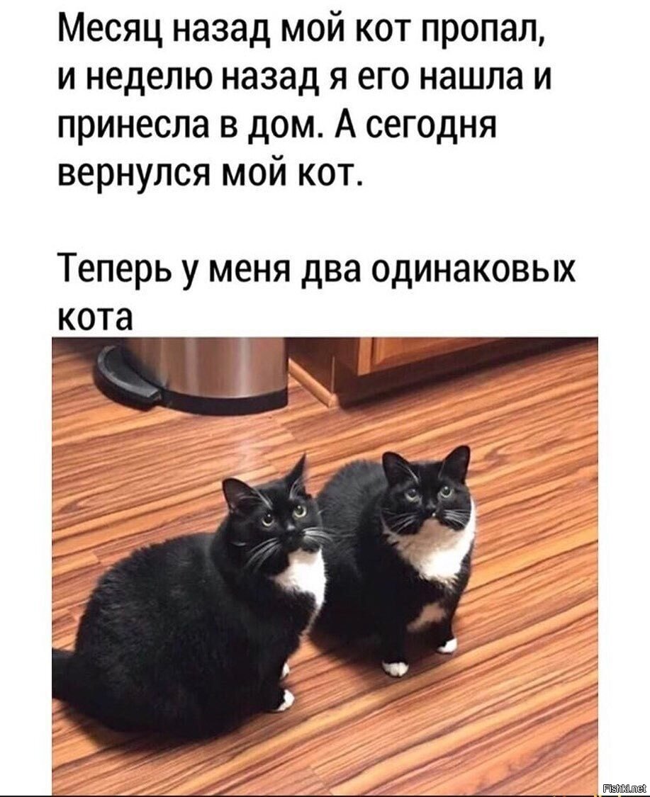 Анекдоты с котами