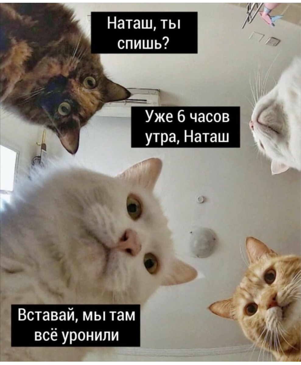 Наташа с днём рождения котики