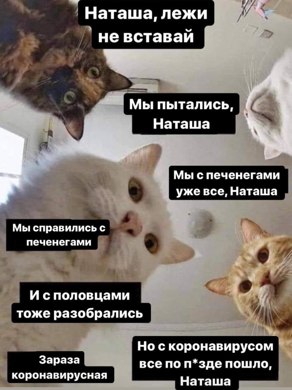 Наташа и коты мемы