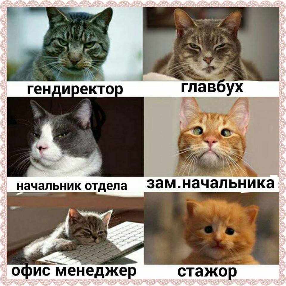 Кот стажер Мем