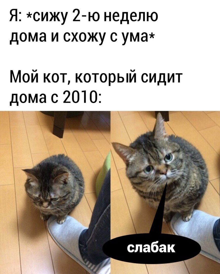 Смешные мемы с котами