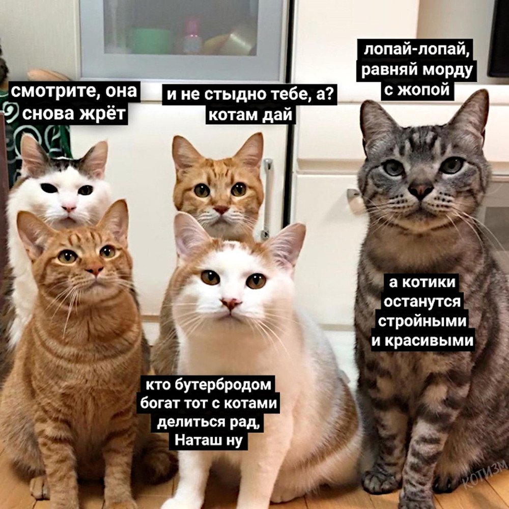 Смешные мемы с котами