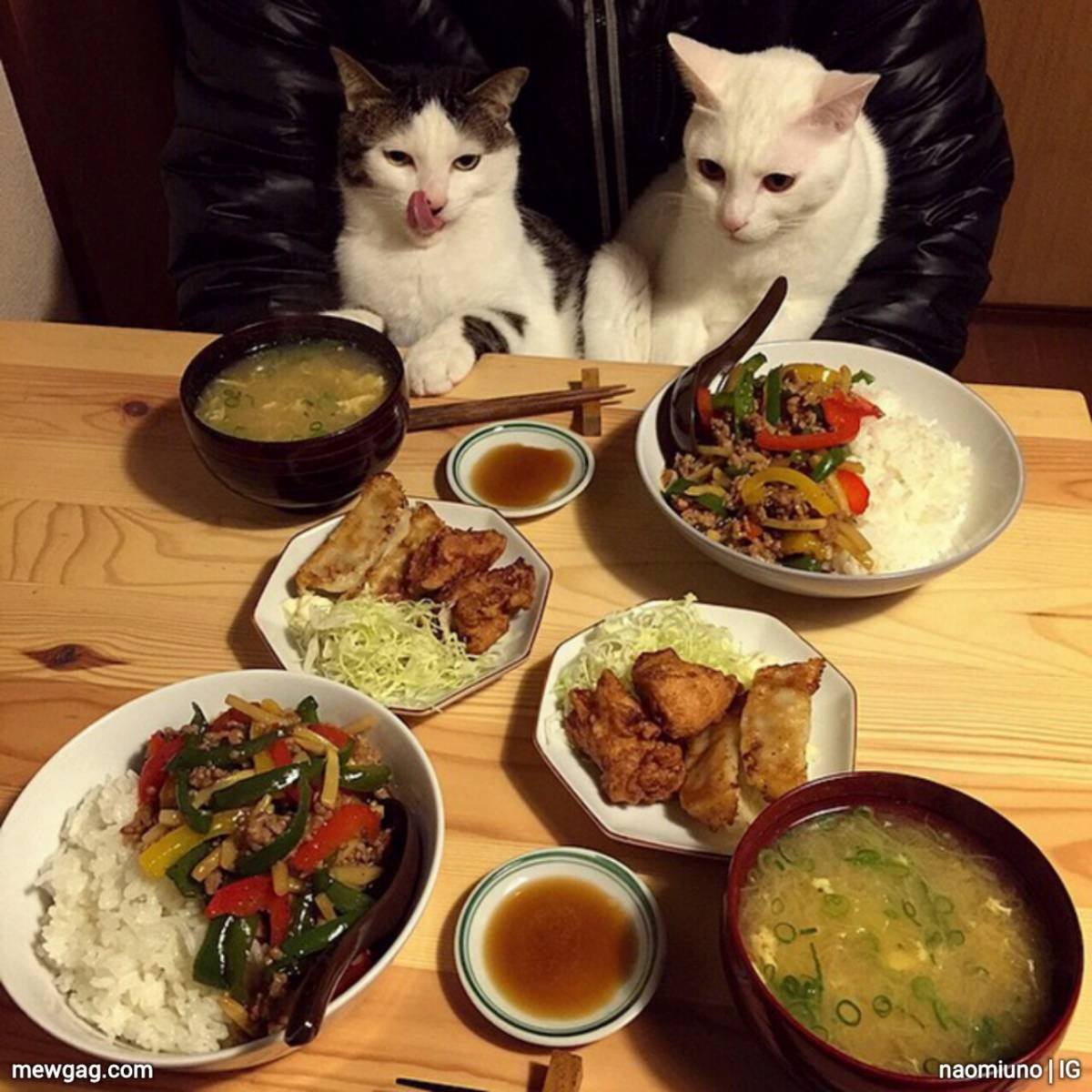 Обед прикол. Котик с едой. Кот за столом с едой. Коты за столом. Еда для кошек.