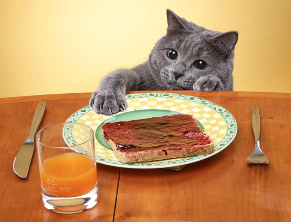 Обед прикол. Кот обедает. Котик с едой. Еда для кошек. Кот бутерброд.
