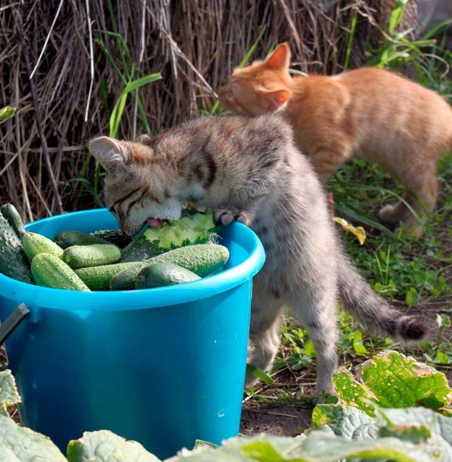 Кошка ест огурец