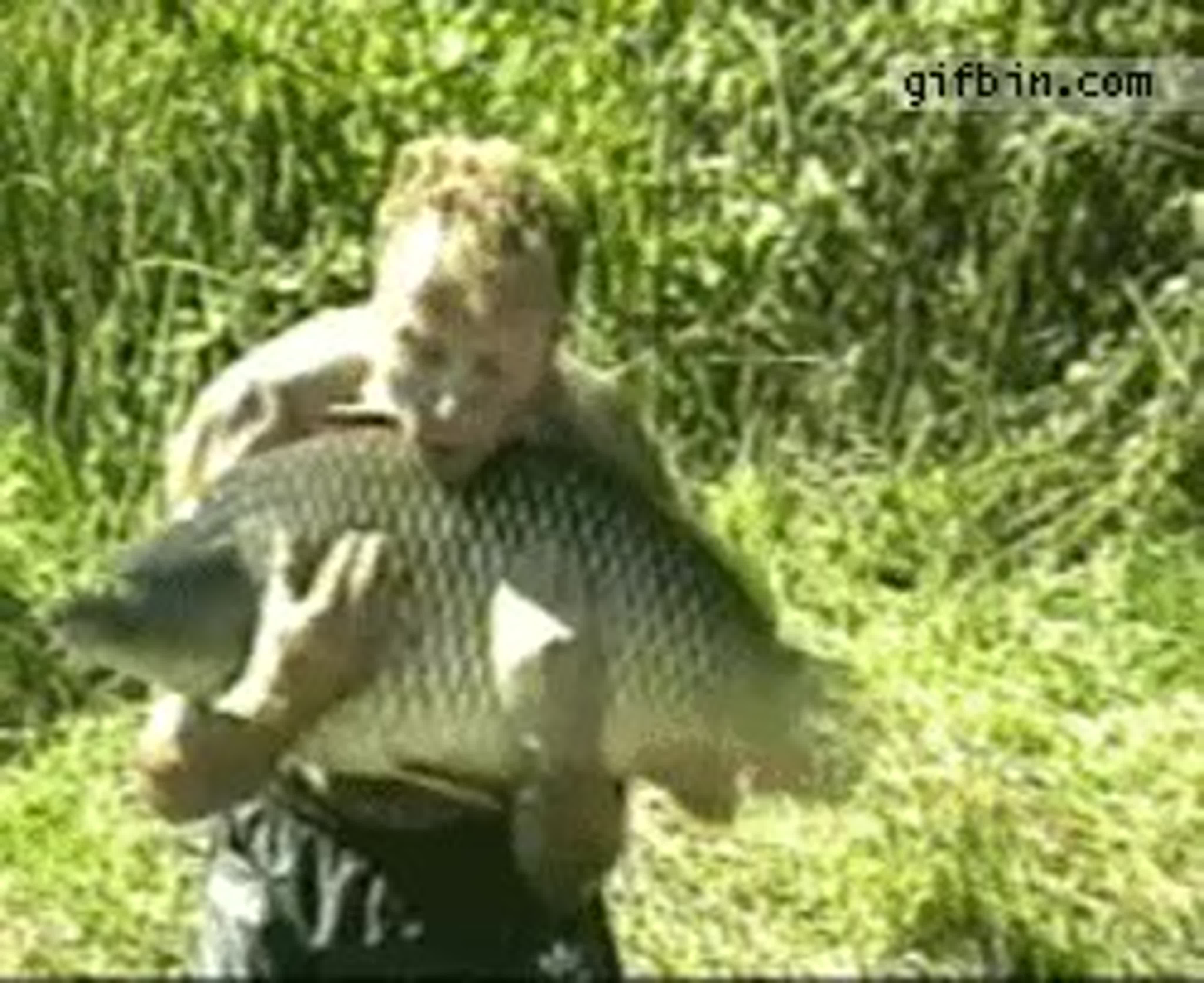 Bass fish gif