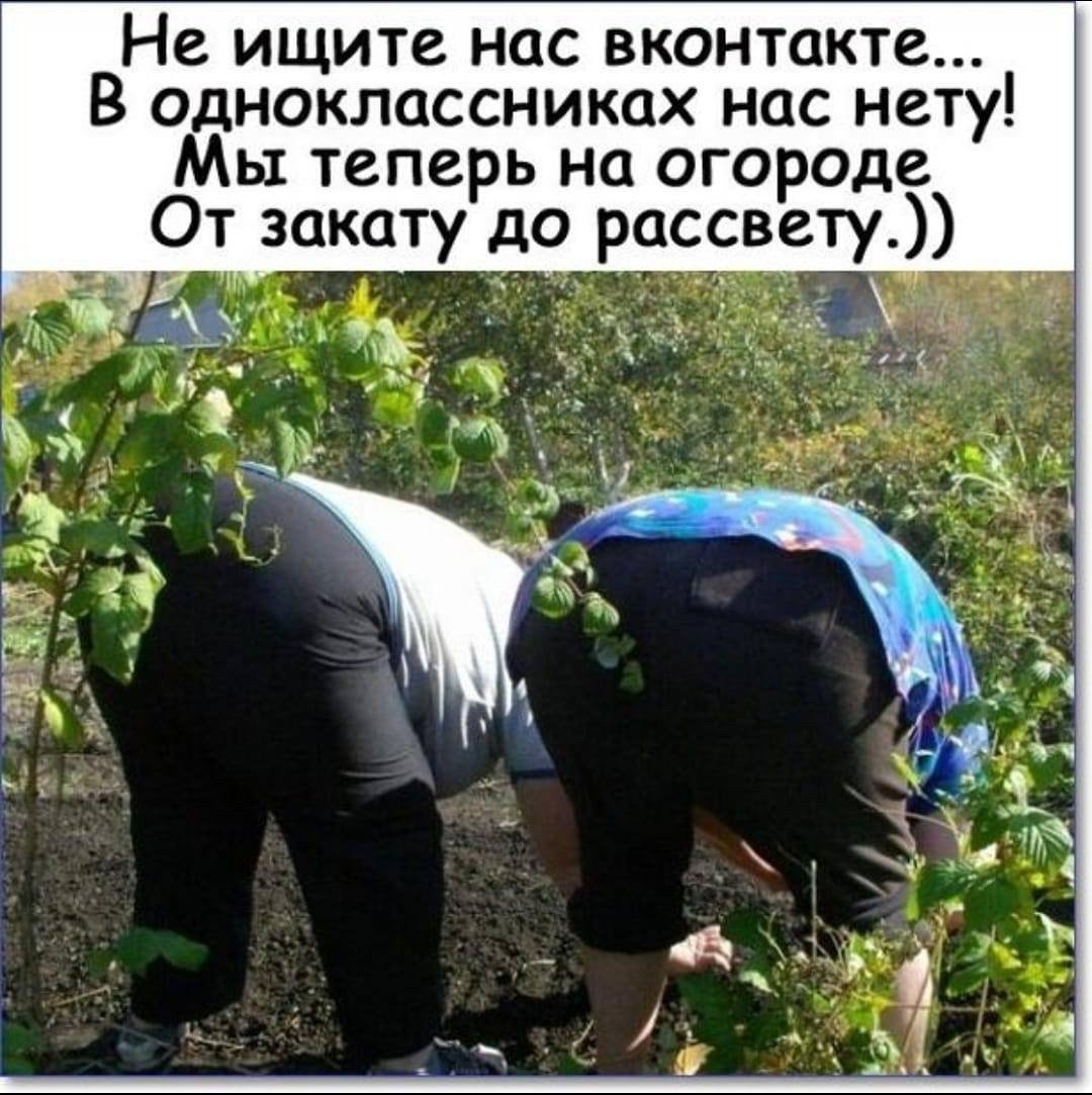 веселые дачники картинки