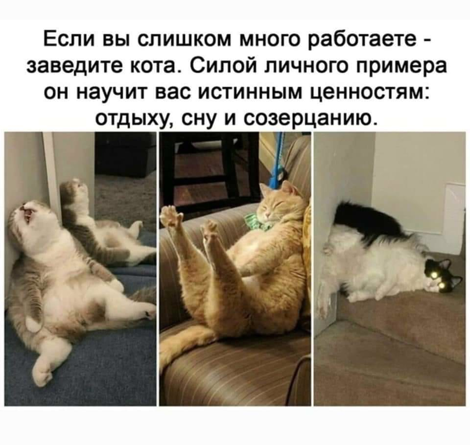 Если вы много работаете заведите кота