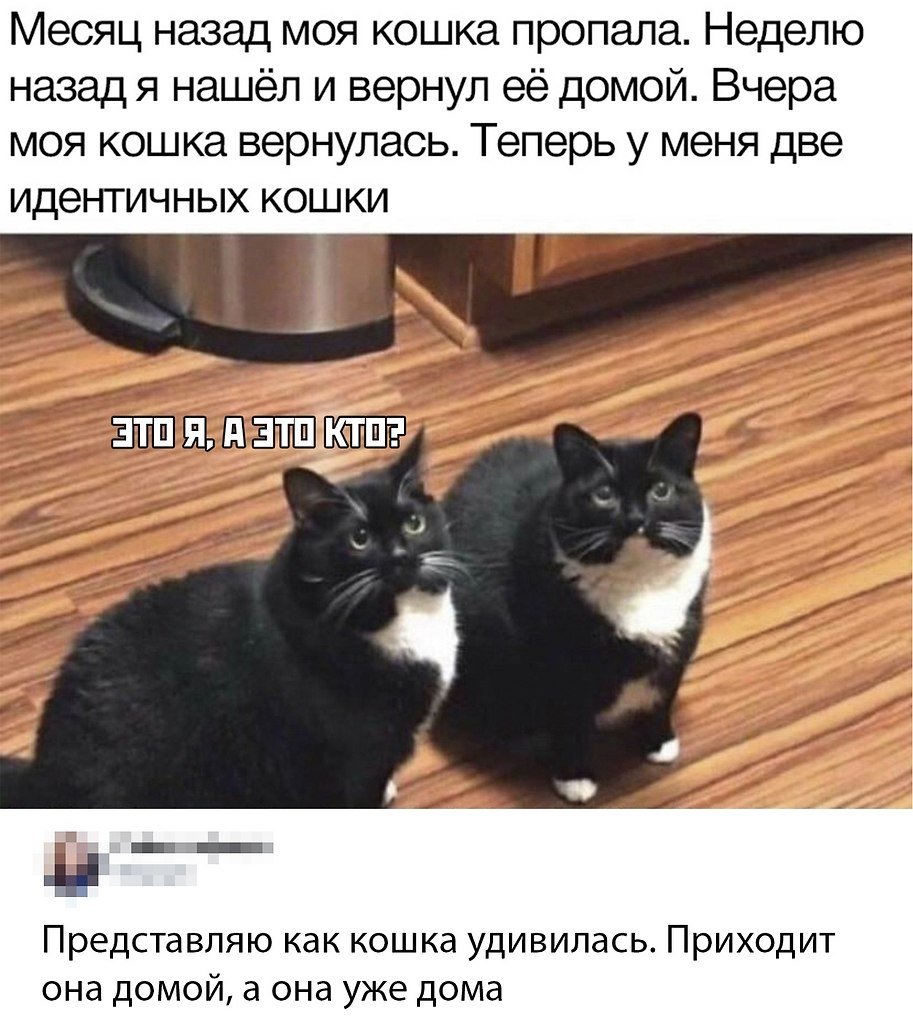 Теперь у меня два одинаковых кота