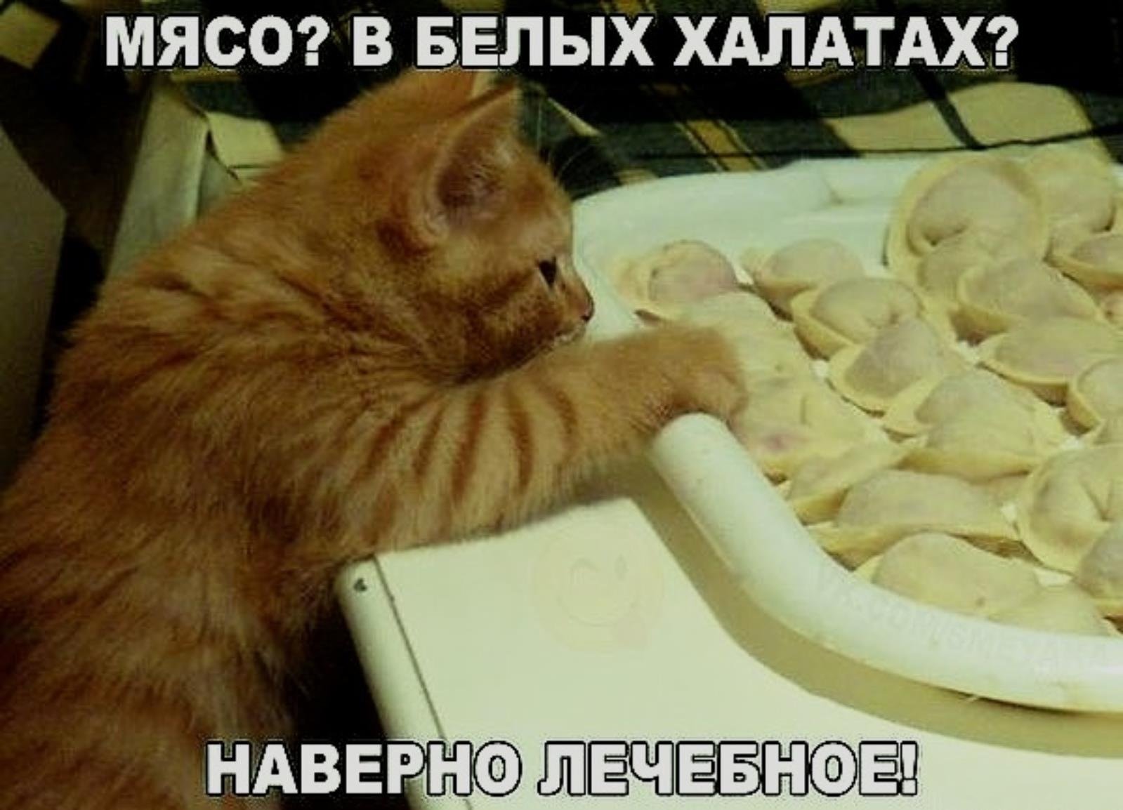 Хорошо поешь. Кот пельмень. Кот ест пельмени. Котик с пельменями. Кот и пельмени юмор.