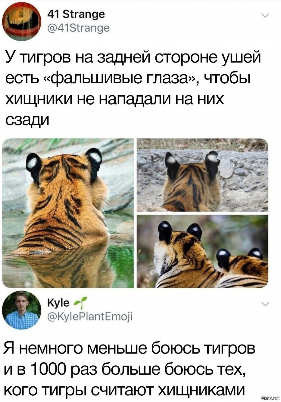 Уши тигра сзади