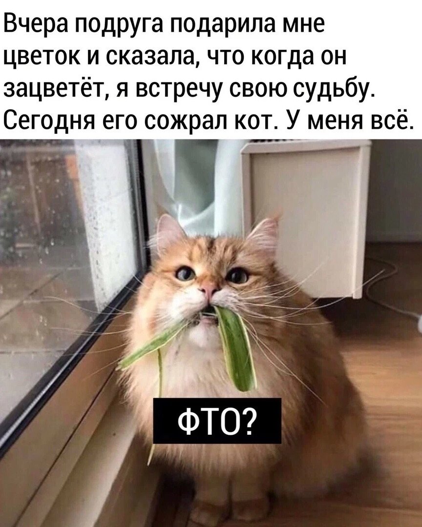 Юмор про котиков