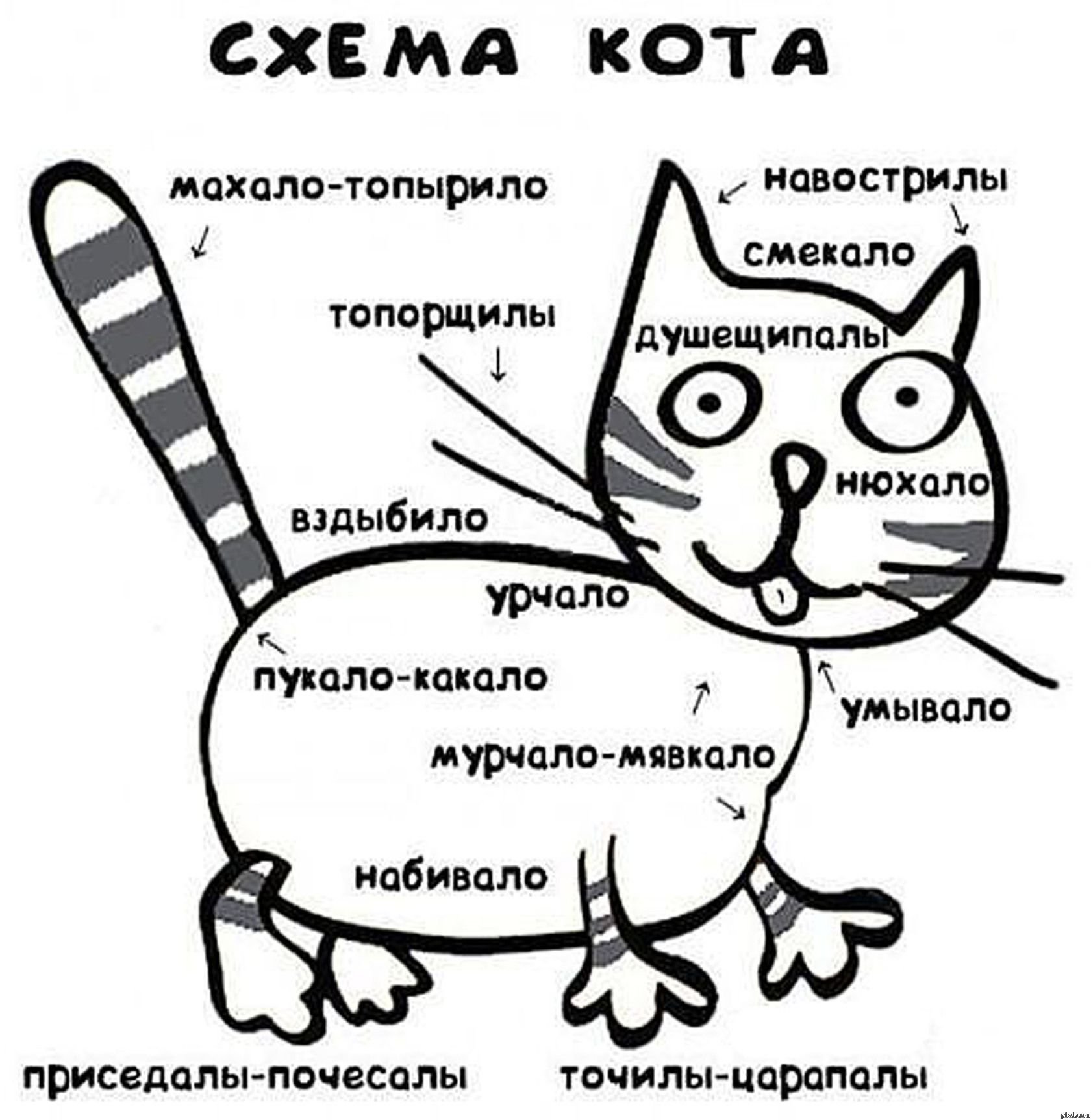 Кот отвечает. Схема кота. Принципиальная схема кота. Схема кота прикол. Шуточная схема кота.