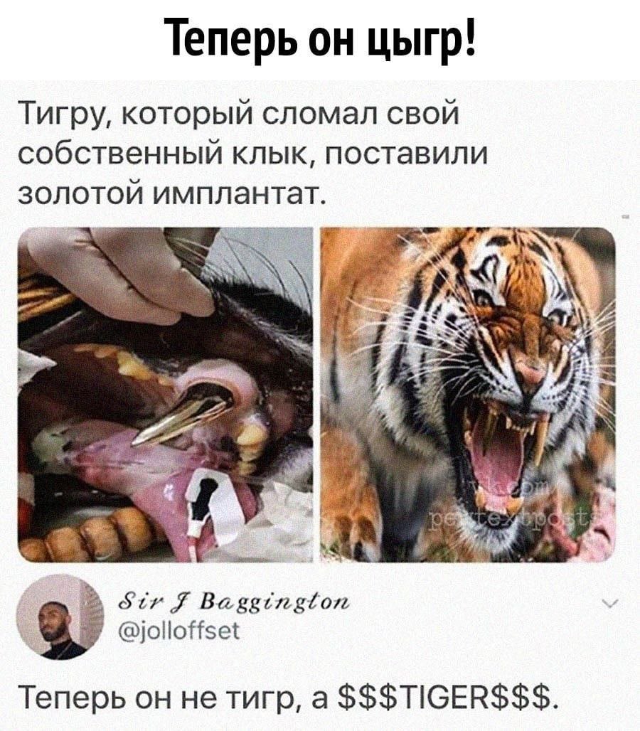 Tiger memes