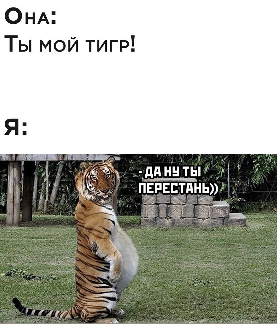 Она ты мой тигр