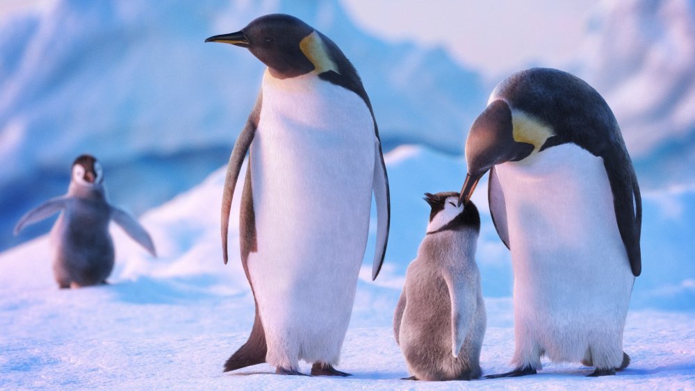 Пингвин Антарктика Королевский