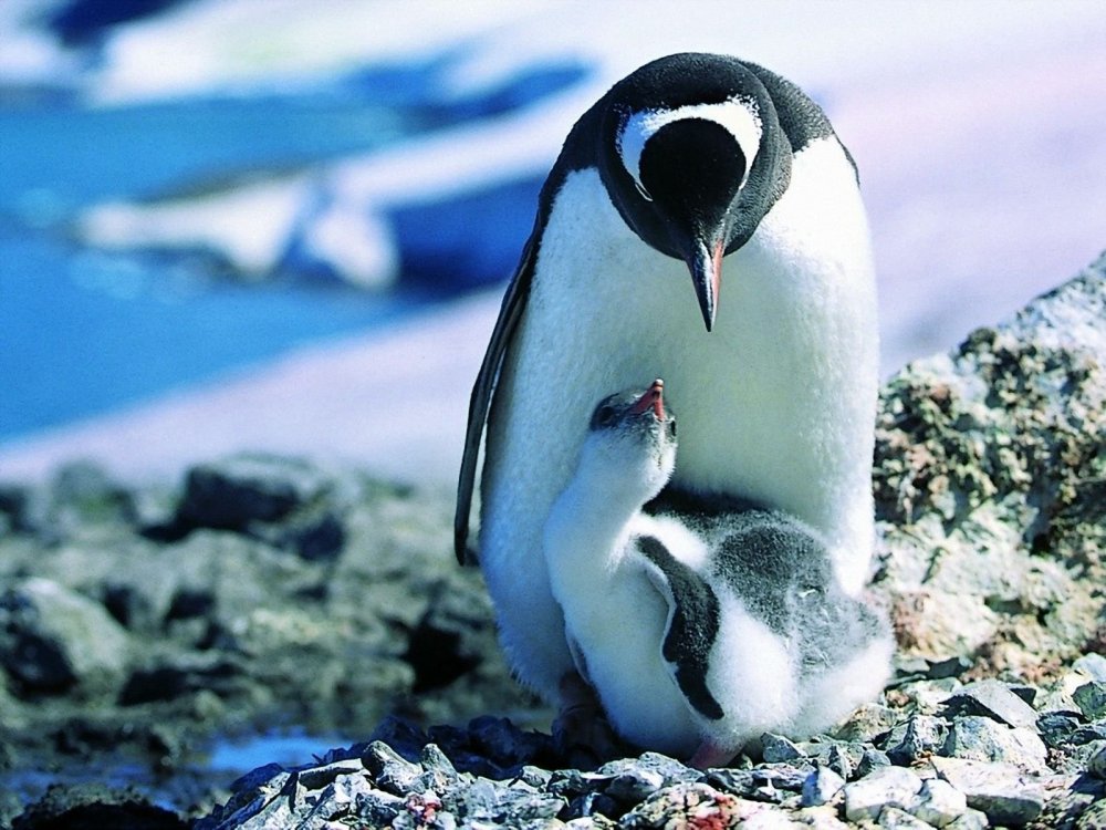 Милые пингвинчики