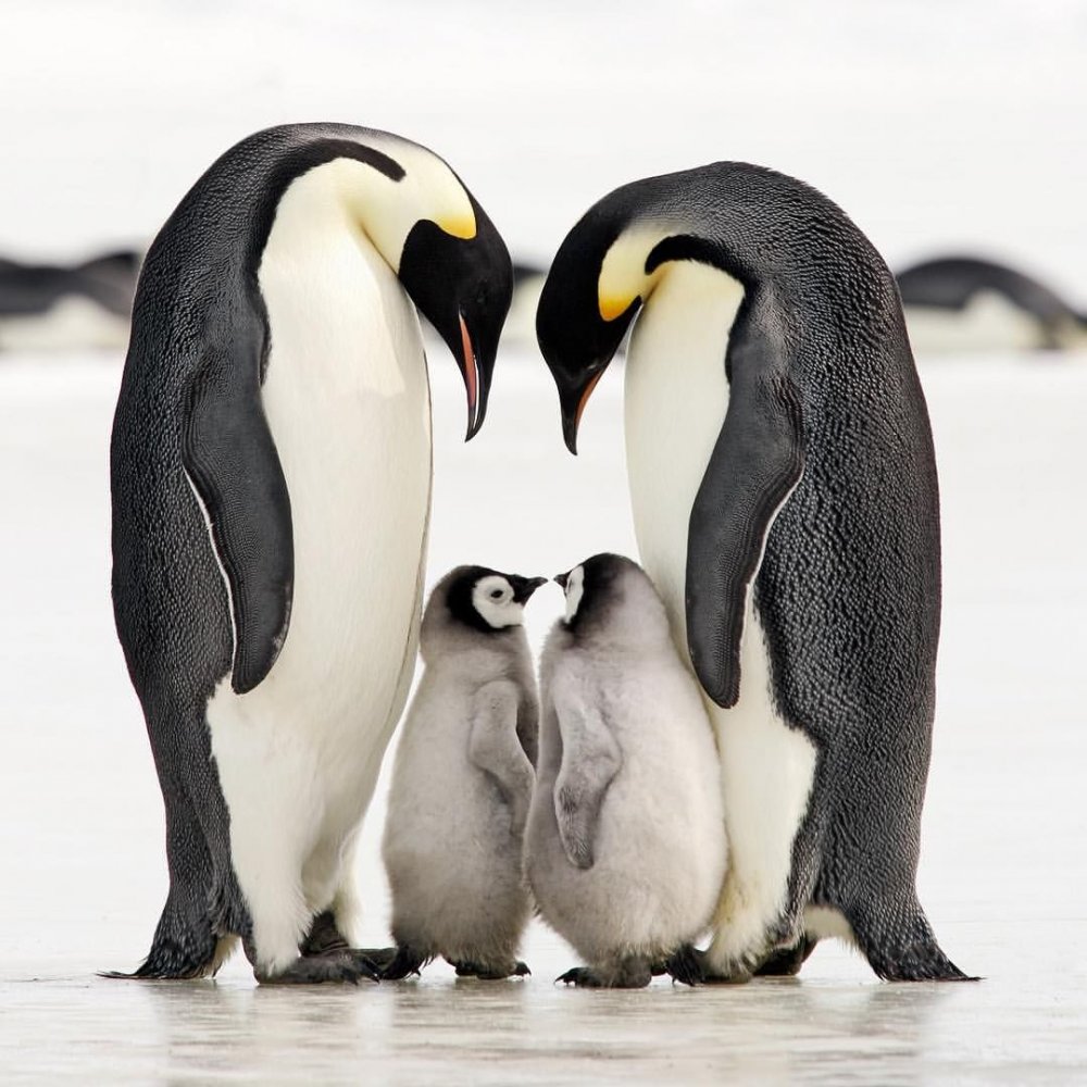 Субантарктический Пингвин Египет