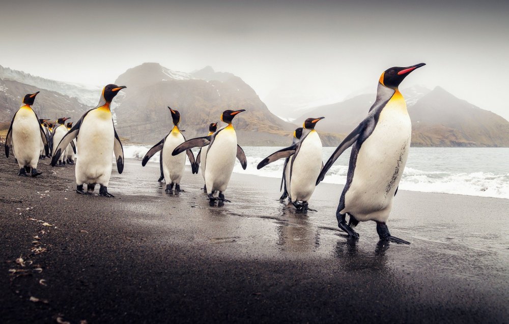Слой жира у пингвина