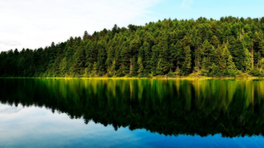 Озеро на фоне леса