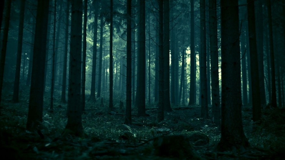 Мрачный ночной лес