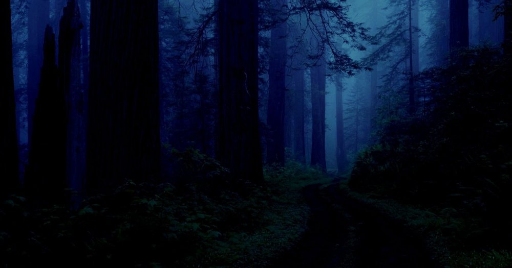 Кошмарный ночной лес