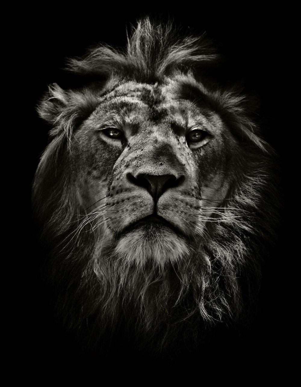 Львица с короной на голове