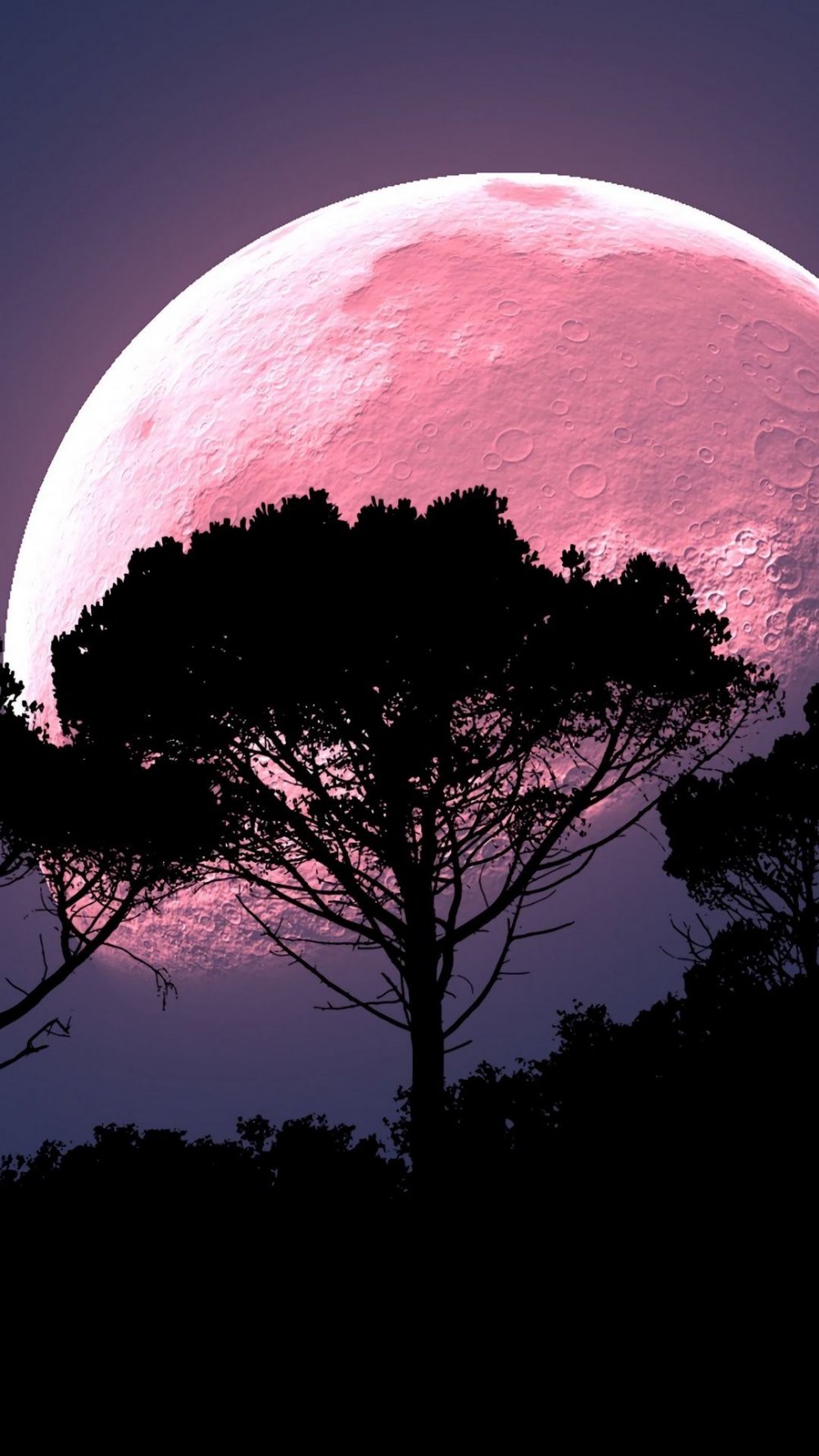 Дерево на фоне Луны