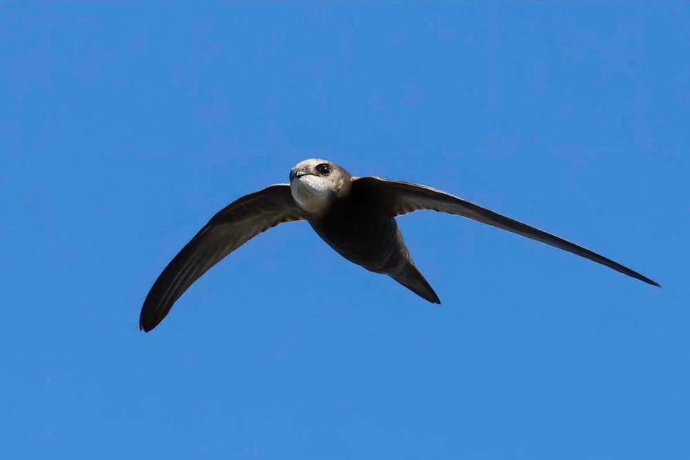 Ласточка городская (Delichon urbicum)