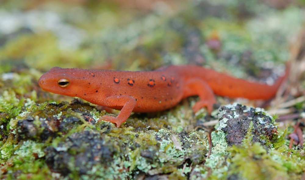 Notophthalmus viridescens