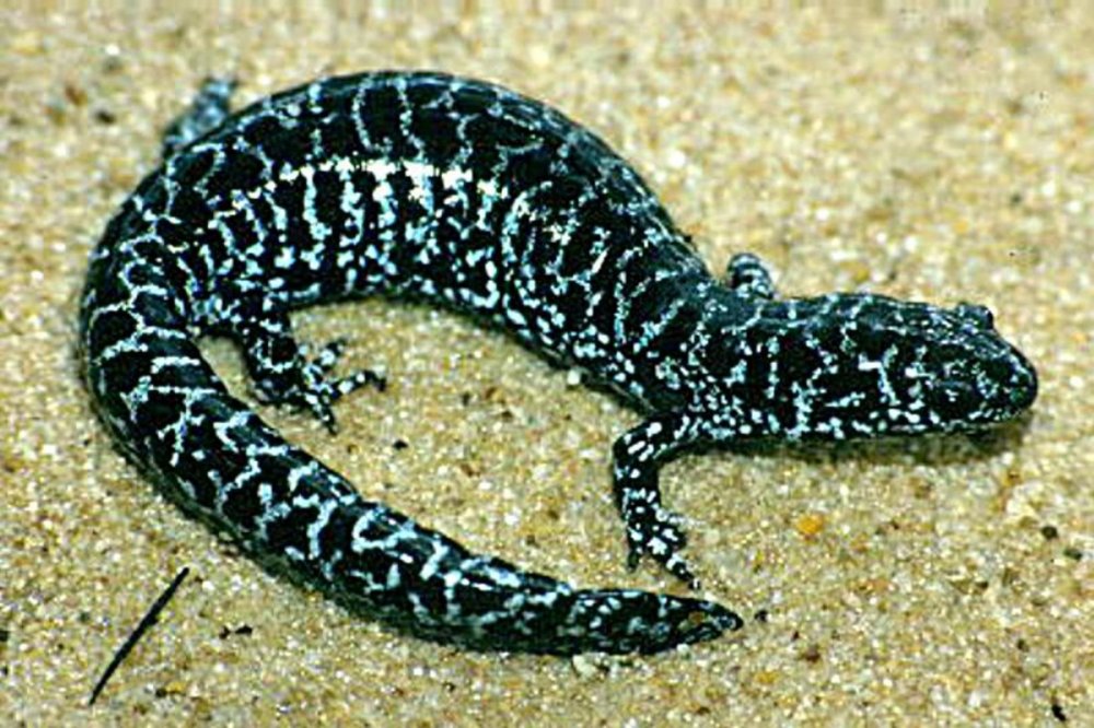 Salamander Lizard