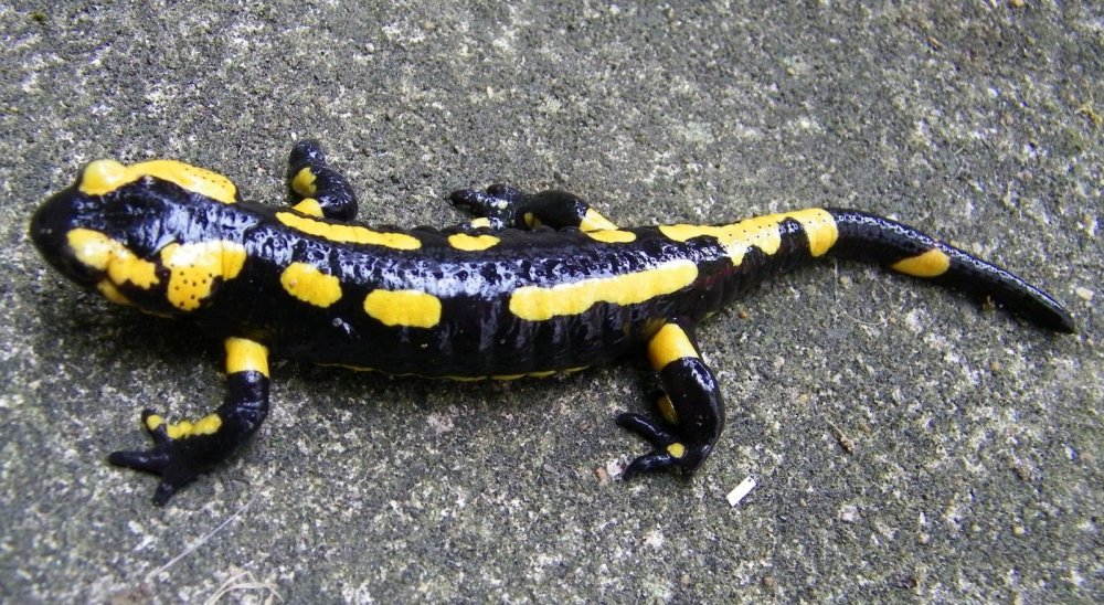 Salamandra Salamandra – обыкновенная саламандра